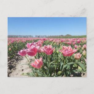 Pink Tulips Field Landscape DIY Postkarte