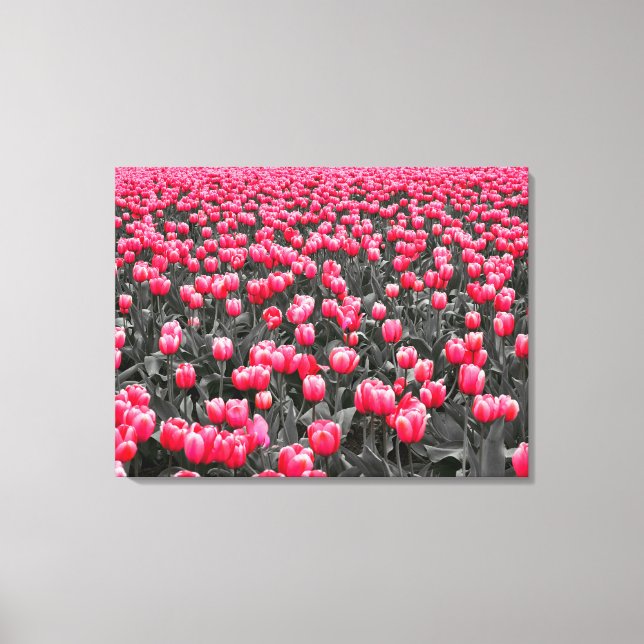 Pink Tulips Field Leinwanddruck (Vorderseite)