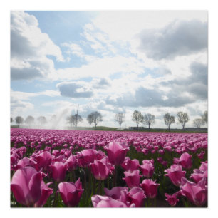 Pink Tulips Field mit Blue Sky Poster