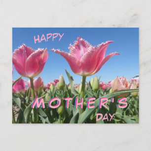 Pink Tulips Field Nah Up Mother Day Postcard Postkarte