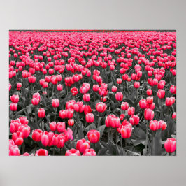 Pink Tulips Field Poster