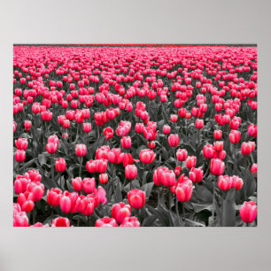 Pink Tulips Field Poster