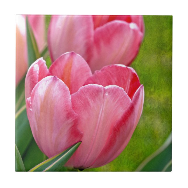 Pink Tulips Fliese (Vorderseite)