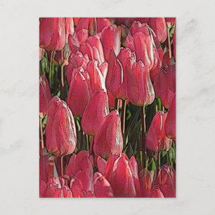 Pink Tulips Floral Postkarte