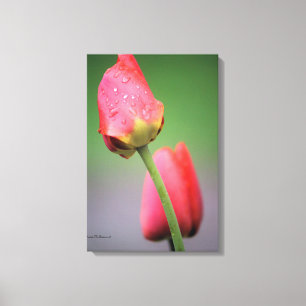 Pink Tulips Fotografie Canvas Print Leinwanddruck