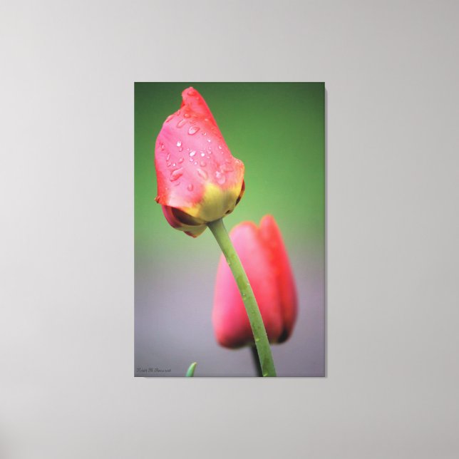 Pink Tulips Fotografie Canvas Print Leinwanddruck (Vorderseite)