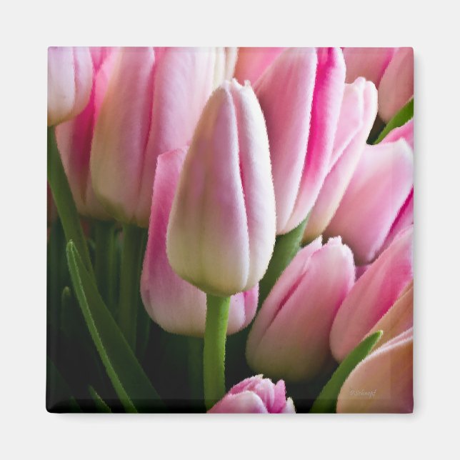 Pink Tulips Magnet (Vorne)
