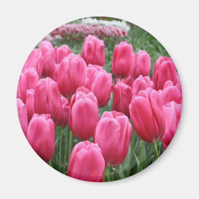 Pink Tulips Magnet (Vorne)