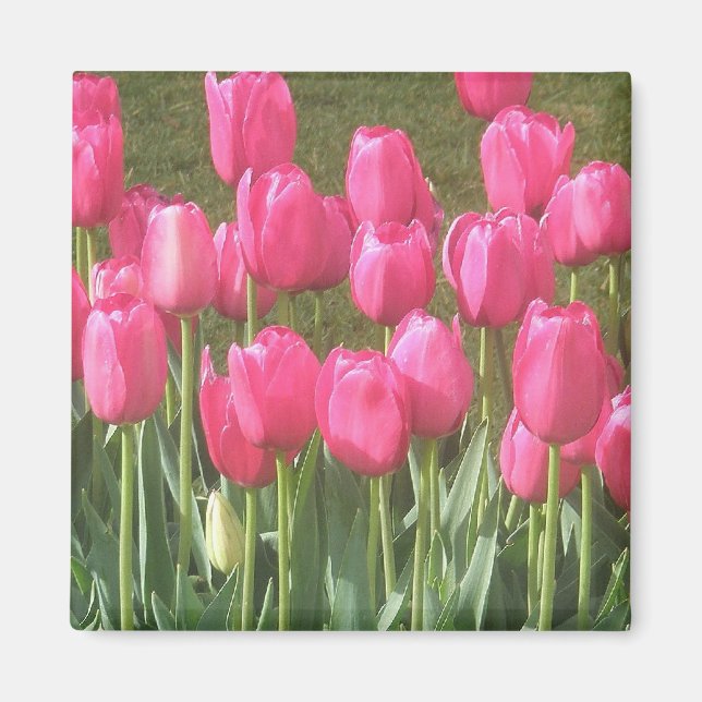Pink Tulips Magnet (Vorne)