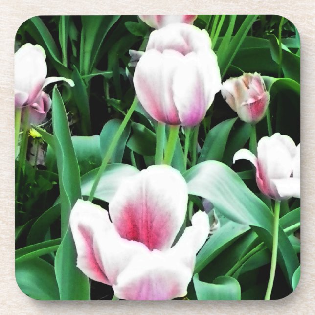 Pink Tulips Picture Getränkeuntersetzer (Vorderseite)