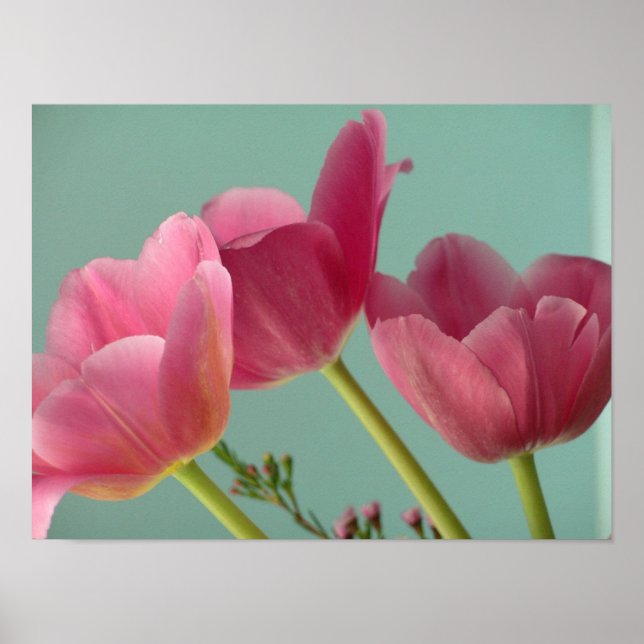 Pink Tulips Poster (Vorne)