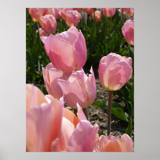 Pink Tulips Poster (Vorne)