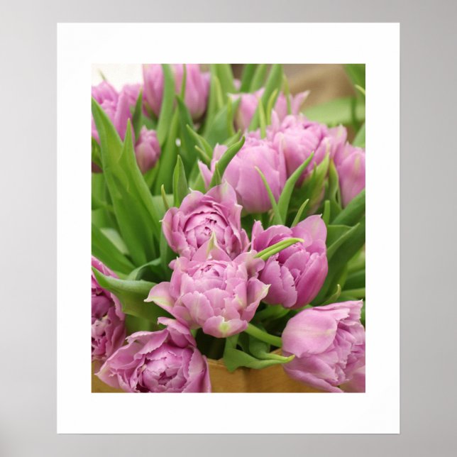 Pink Tulips Poster (Vorne)