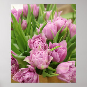 Pink Tulips Poster