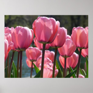 Pink Tulips Poster