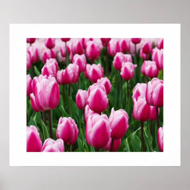 Pink Tulips Poster (Vorne)