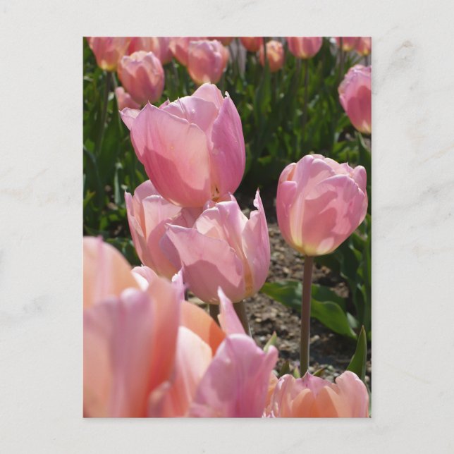 Pink Tulips Postkarte (Vorderseite)