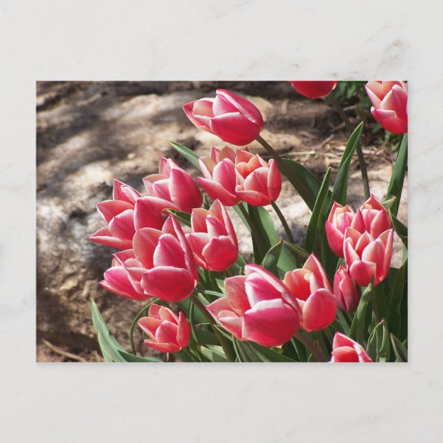Pink Tulips Postkarte (Vorderseite)