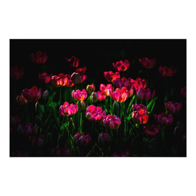 Pink-Tulpe-Blume Fotodruck (Vorne)