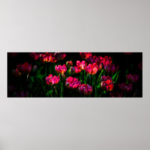Pink-Tulpe-Blume Poster