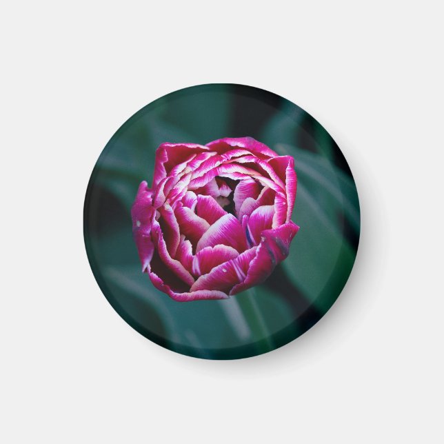 Pink-Tulpe Magnet (Vorne)