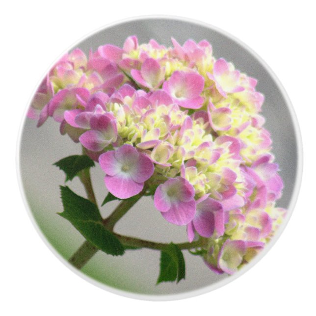 PINK UND GELB HYDRANGEA/DEKORATIVE KERAMIK KNOW KERAMIKKNAUF (Vorderseite)