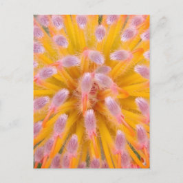 Pink und Orange Pincushion Proteaceae Postkarte