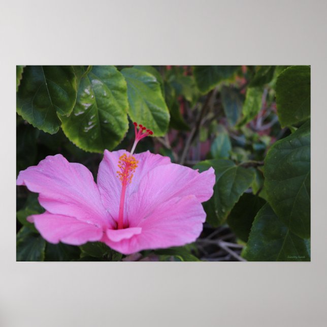 Pink und Proud Poster (Vorne)