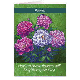 PInk und White Peony Blume