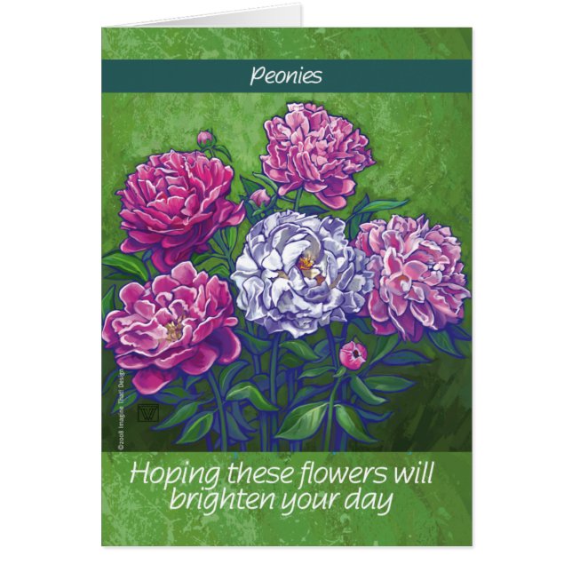 PInk und White Peony Blume (Vorne)