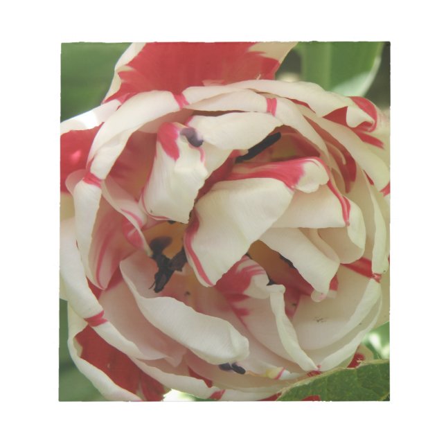 Pink und White Tulip Notepad Notizblock (Vorderseite)