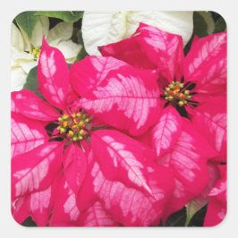 Pink Variegated Poinsettias Holiday Quadratischer Aufkleber