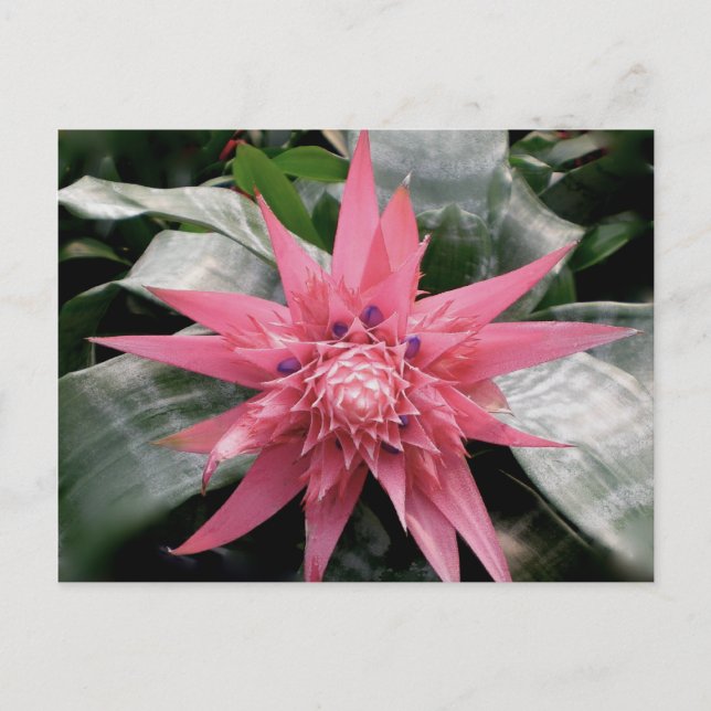 Pink Variegated Postkarte (Vorderseite)