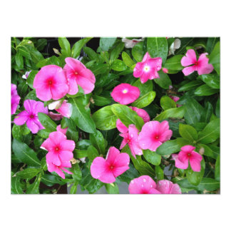 Pink Vinca Blume Bush Fotodruck
