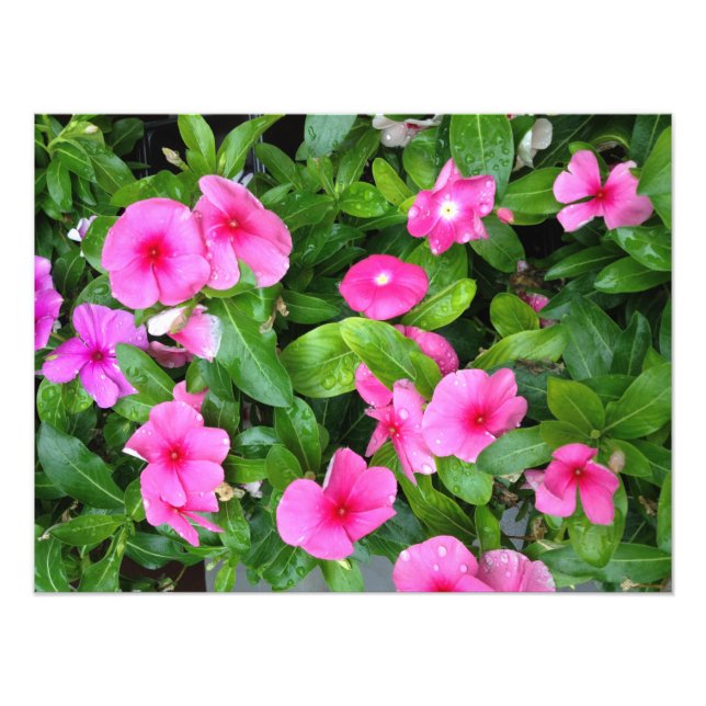 Pink Vinca Blume Bush Fotodruck (Vorne)