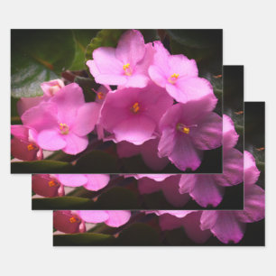 Pink Violette Africaine Saintpaulia Blume Geschenkpapier Set