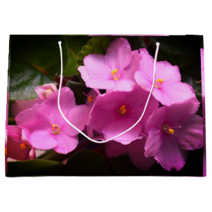 Pink Violette Africaine Saintpaulia Blume Große Geschenktüte