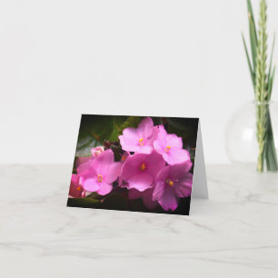 Pink Violette Africaine Saintpaulia Blume Karte