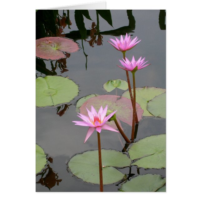 Pink Water Lilies (Vorne)