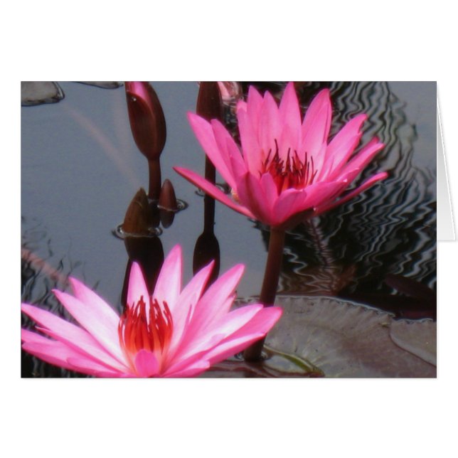 Pink Water Lilies (Vorderseite (Horizontal))