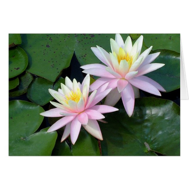 Pink Water Lilies (Vorderseite (Horizontal))