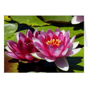 Pink Water Lilies Denken Sie an Ihre Grußkarte
