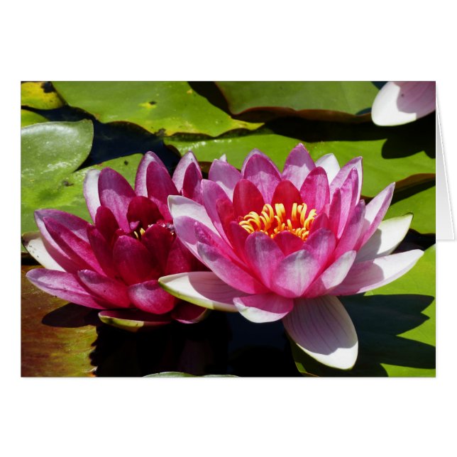 Pink Water Lilies Denken Sie an Ihre Grußkarte (Vorderseite (Horizontal))