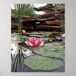 Pink Water Lilies & Reflections Foto Poster