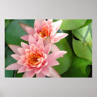 Pink Water Lilies Splendor Poster