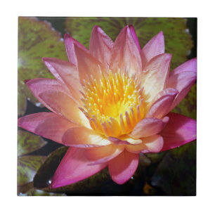 Pink Water Lily Foto Fliese