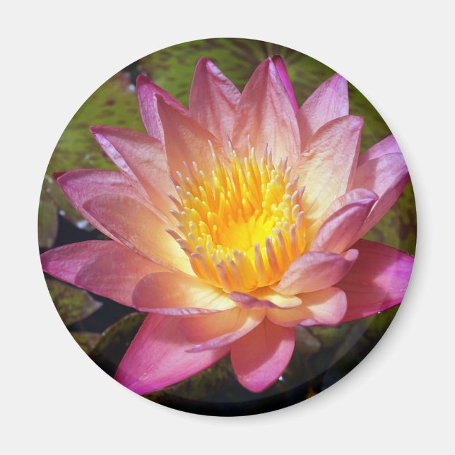 Pink Water Lily Foto Magnet (Vorne)