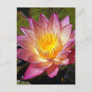 Pink Water Lily Foto Postkarte