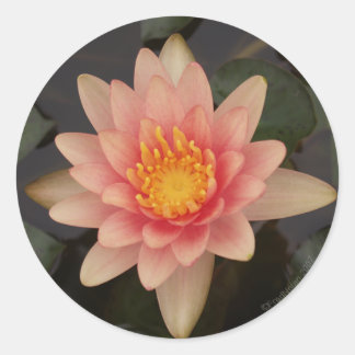 Pink Water Lily v1 Aufkleber