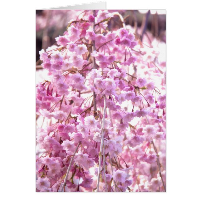 Pink-weiche Willow Bllower Tree gestrichen (Vorne)